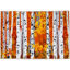 Picture of Birch Tree Forest Olivia's Home Rug