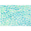 Picture of Sea Dots Simple Spaces Accent Rug